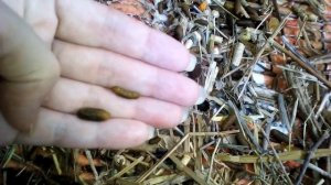 Как отличить пол морской свинки по помету