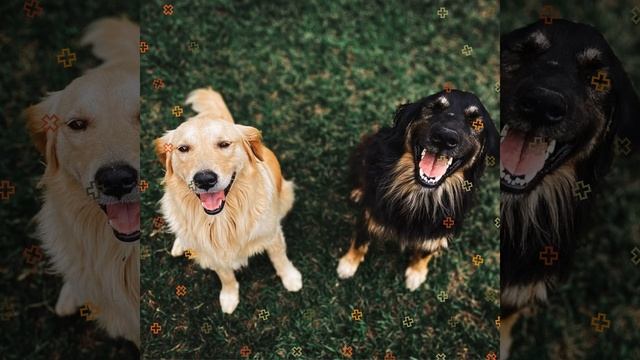 Впечатление (Сонные собаки) смотреть онлайн