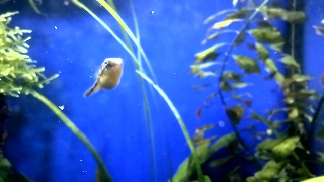 #ТЕТРАДОНЫ ❕❗❕ КОРмиМ МАленьКИХ ДИРИЖАБЛИКОВ, НЕТ АППЕТИТА # смотреть онлайн