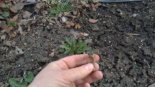 Важные работы с клубникой ранней весной, залог хорошего урожая. смотреть онлайн