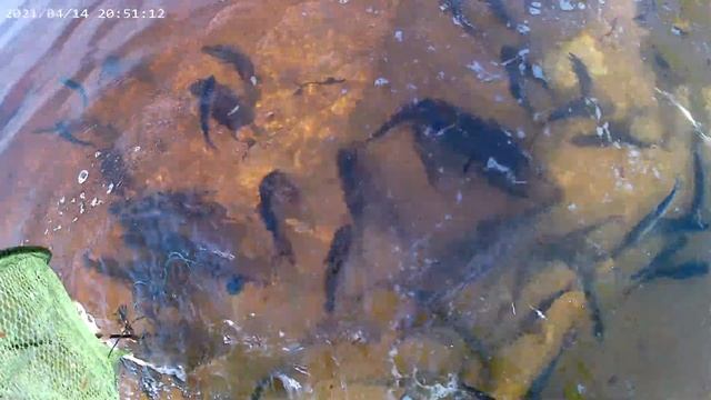 Рыбалка Вышний Волочек. Поймал отпусти! Рыбалка с Евгением. смотреть онлайн