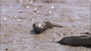 Очень умная и Странная рыба. Бегающая и прыгающая рыба.