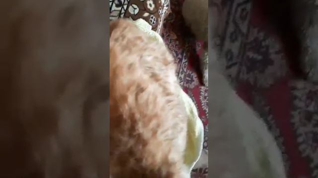 Расчесываемся  кто как умеет #кошачьяжизнь #кот #сказка #кино