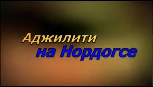 Аджилити на Нордогсе