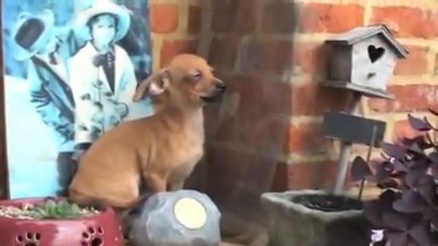 Bolkshof Mix chihuahua pincher 1 смотреть онлайн