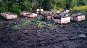 почему иногда мёд горчит