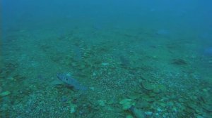 Морской Окунь (Смарида) Во Время Нереста. Дайвинг в Крыму. Орджоникидзе.