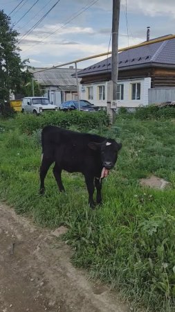 Неожиданная встреча с телёнком и бычком. Деревенская жизнь
