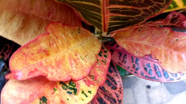 Croton com cochonilhas! como eu combato as cochonilhas? смотреть онлайн