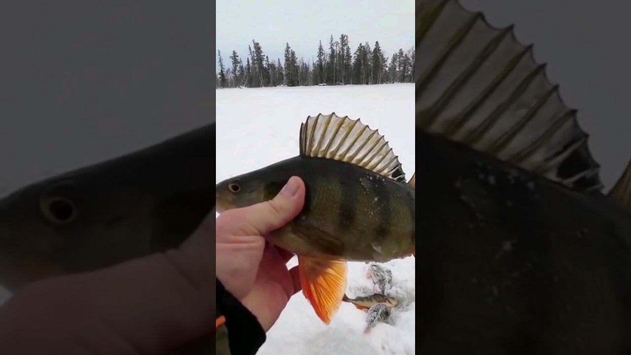 Окунь на гвоздь #рыбалкавсибири #окуньнаблесну #блеснагвоздь