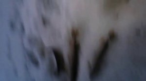 Замор рыбы 2023. Ловлю щук руками