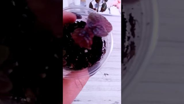 Эписции подрастают.