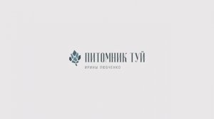 "Европейское качество в МО: технологии выращивания туи западной в питомнике туй Ирины Любченко"