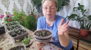 Как вырастить Базилик рассадным способом