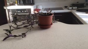 Традесканция бледная уход