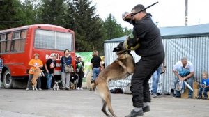 Дрессировка собак в Омске - ОЦССС