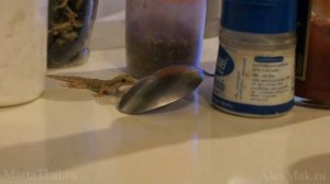 Геккон vs геккон