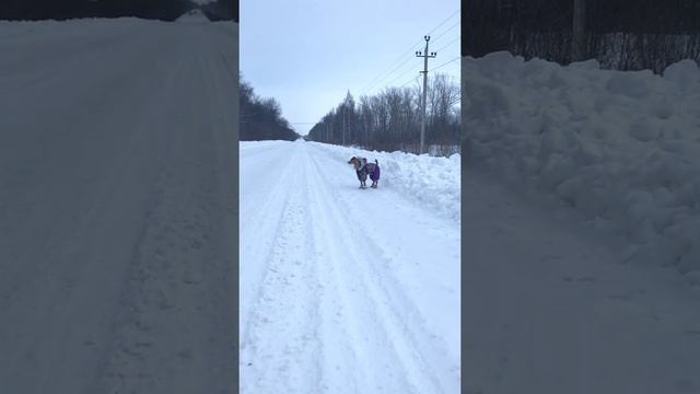 той терьер keks не много спалился ! приколы собак