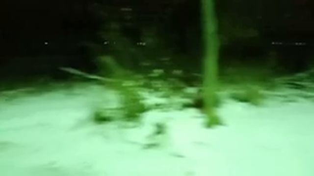 Вечерние прогулки перед сном. Из Рекса сделали ездовую собаку. Я тоже впала в детство. смотреть онлайн