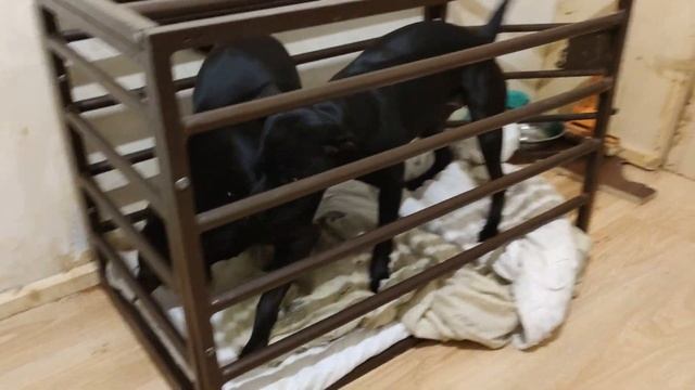 Американский питбультерьер Проблемы содержания в квартире