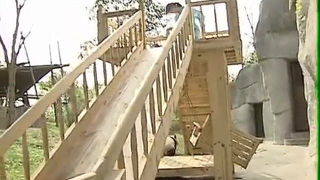funny pandas new. Панды съезжают с горки. Смешные панды.