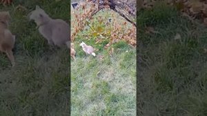 Пересадка Старого Винограда На Новое Место| Старый Виноград| Результат Спустя Год