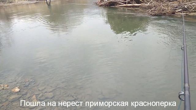 Первый ход приморской красноперки