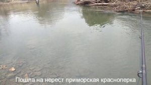 Первый ход приморской красноперки