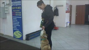 Западно-сибирская лайка Джейк. Занятие по дрессировке: подзыв собаки. Тольятти, 22 октября 2017.