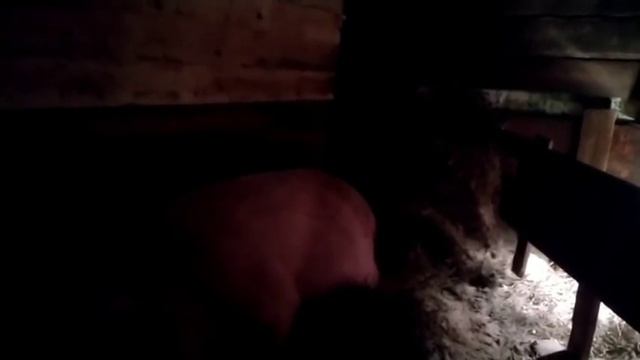 Свиноводство в селе/приплод четвёртой свиноматки за год. Репродуктивность в полном разгаре смотреть онлайн