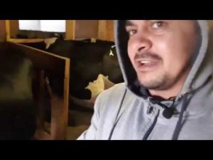 ДОЙКА КОРОВ АППАРАТОМ ПОЛНЫЙ ОБЗОР Ч1.