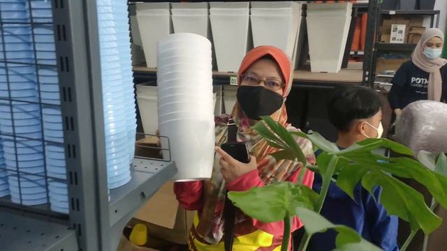 Planting Syngonium Batik