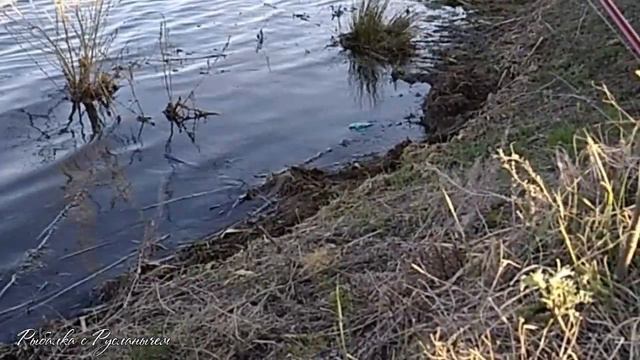 Рыбалочка на карася. Ловля донной снастью