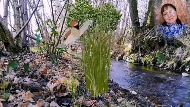 Мультик :"Ручей и воробышек"авторская работа и стихи Любовь Кузнецова смотреть онлайн