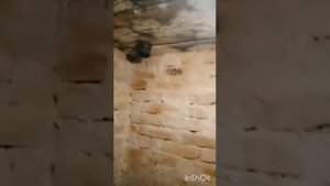 дренаж в овощной яме