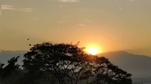 Sunset with flying birds ｜｜ Relaxing video