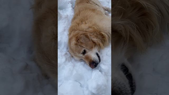 Лежу, отдыхаю!#животные #собака #собаки#doglovers #retriever #labrador