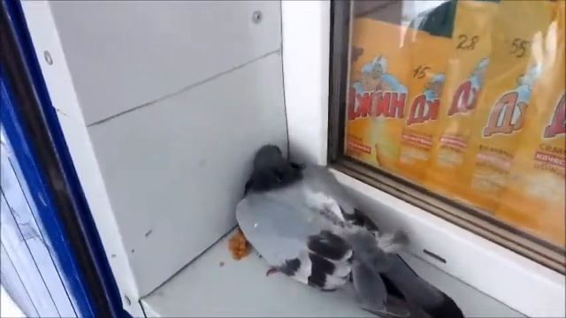 Голубь умер возле магазина смотреть онлайн