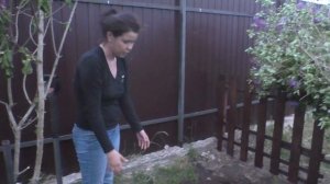 сажаем сирень летом