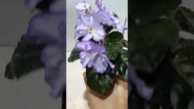 Фиалка стандартная РМ-Хрустальный перезвон. Обзор.