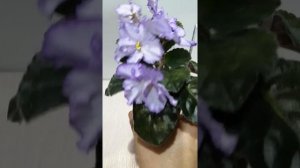 Фиалка стандартная РМ-Хрустальный перезвон. Обзор.