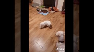 Приколы с котиками. Котики #64