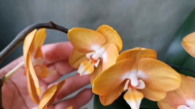 Золотой Лас Вегас в домашнем цветении! Phal. Las Vegas - оранжево-желтая орхидея, цвет не выгорает смотреть онлайн
