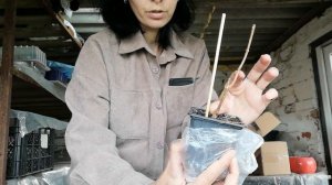 Получила новые сорта гортензии//БОНФАЕР МЕТАЛЛИКА ПИКСИО