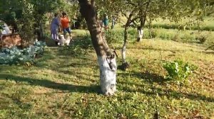 Чудо лопата или как нужно копать картошку. Как быстро выкопать картофель?