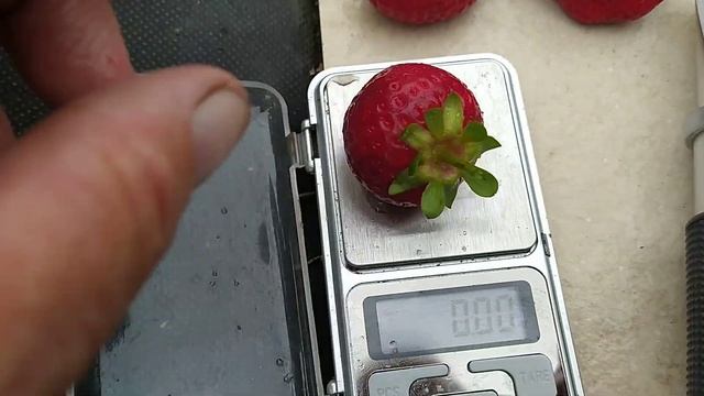 Урожайный сорт клубники Кабрилло сладкая и товарная ягода замер сахара на рефрактометре