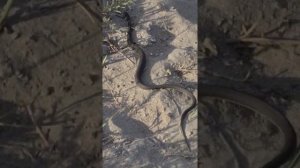 Черная ядовитая гадюка.