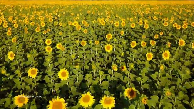Полёт на Азовскими полями подсолнухов ☀