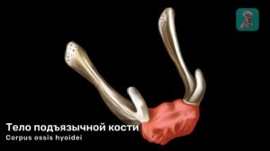 Подъязычная кость