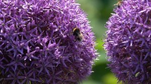 Bees on giant allium flowers